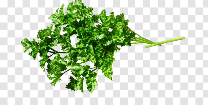 Parsley Food Herb Image - Vegetable Transparent PNG