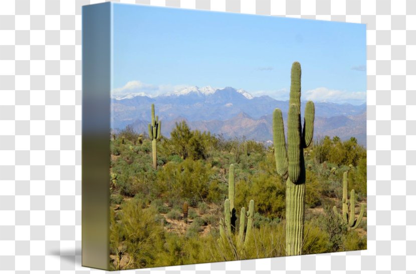 Biome Shrubland Vegetation Landscape Citroën Cactus M - Sky - Canvas Transparent PNG