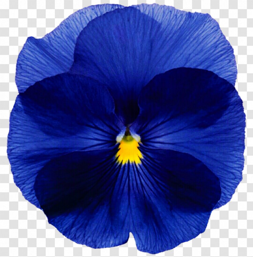 Pansy Flower Blue Annual Plant Seed Transparent PNG