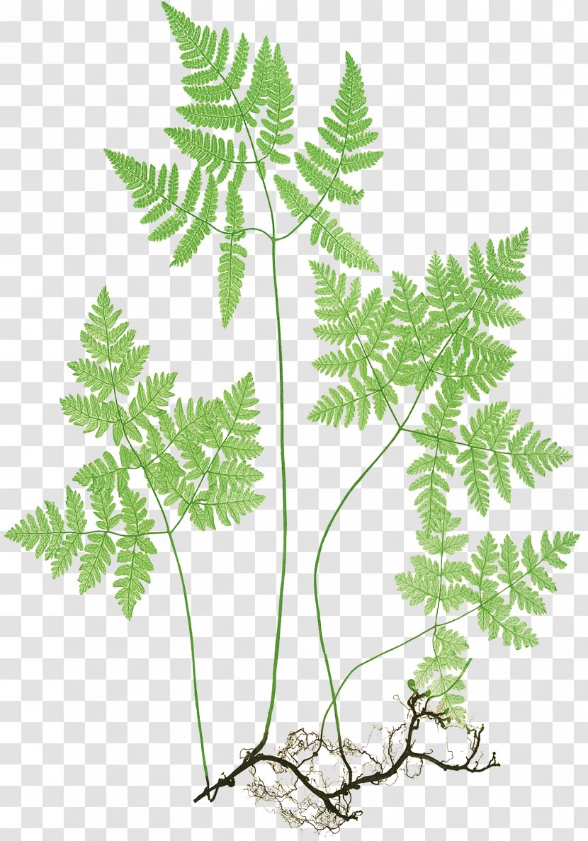 Northern Oak Fern Plants Botany The Ferns Of Great Britain And Ireland - Horsetails - Aquarium Decor Transparent PNG