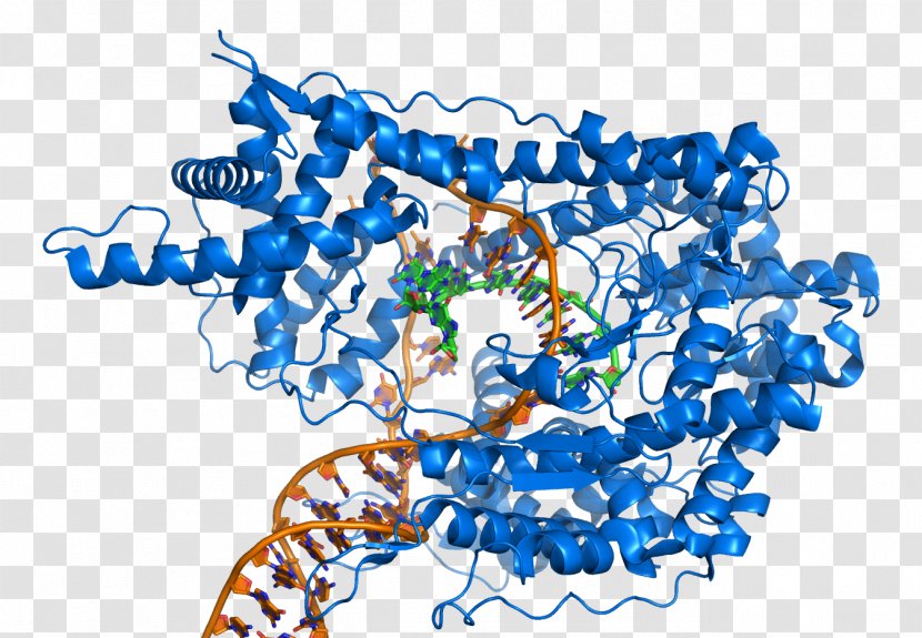 T7 RNA Polymerase DNA - Rna - Cartoon Note Transparent PNG