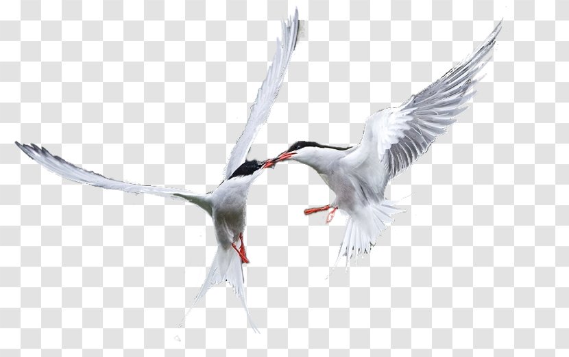Beak Bird Cygnini Crane Goose - Feather Transparent PNG