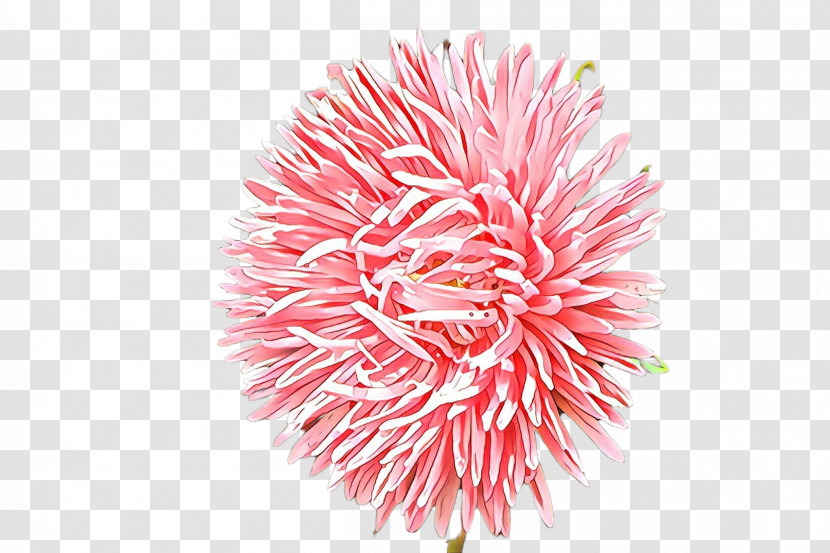 Pink Pom-pom Flower Plant Transparent PNG