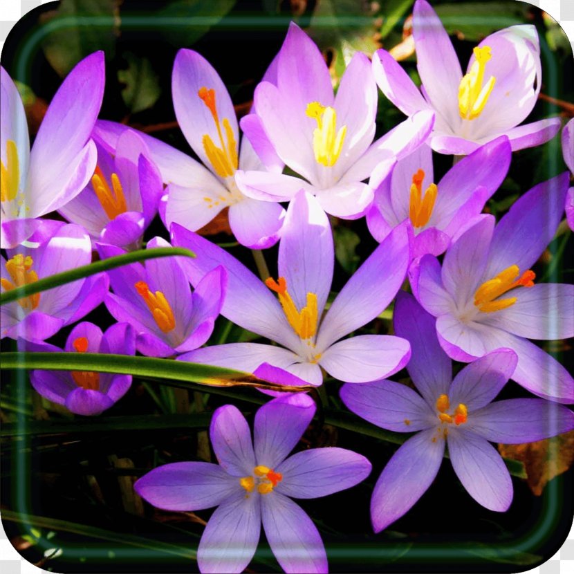 Crocus Wildflower Purple - Color Transparent PNG