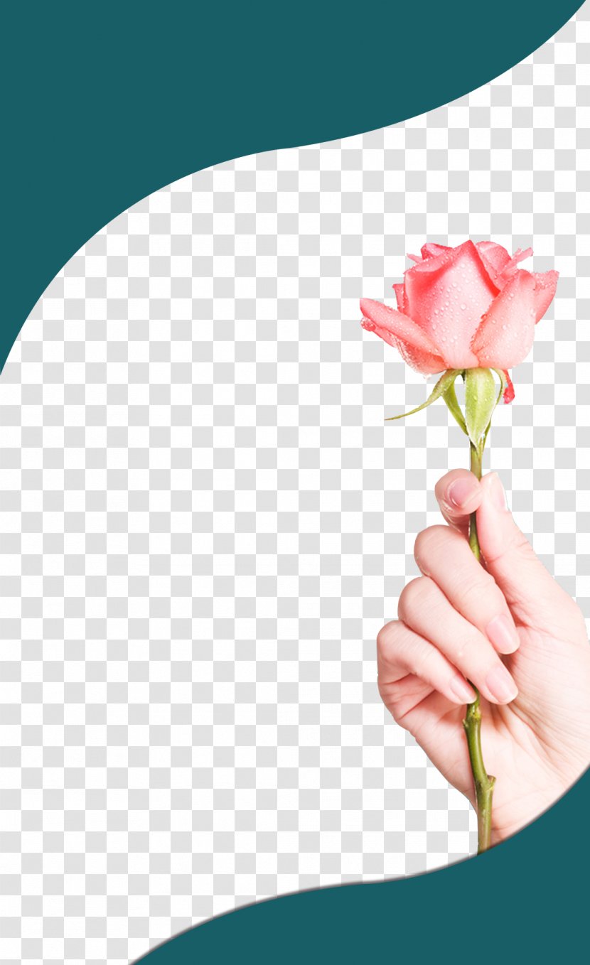 Rose Stock Photography - Left Hand Transparent PNG