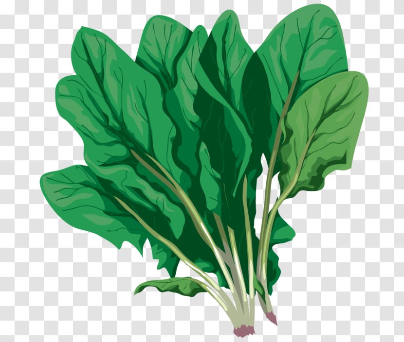 Chard Vegetable Komatsuna Spring Greens - Leaf Transparent PNG