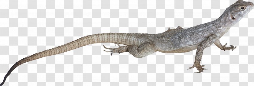 Lizard Reptile Clip Art - Terrestrial Animal Transparent PNG