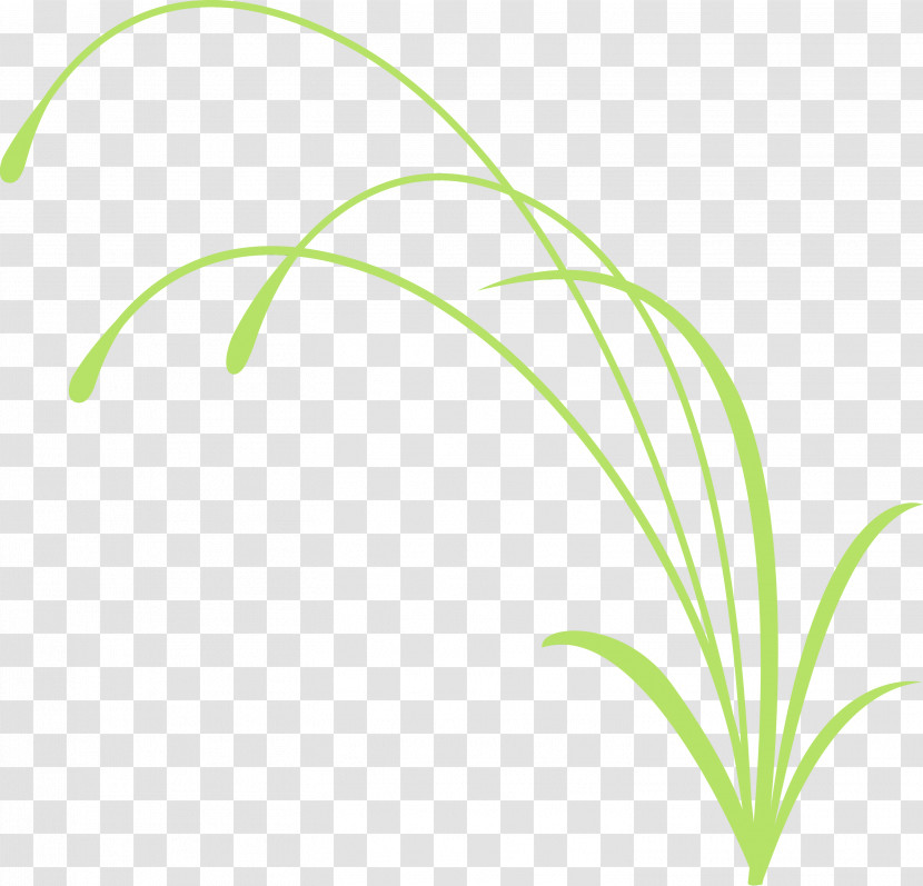 Green Leaf Grass Plant Grass Family Transparent PNG