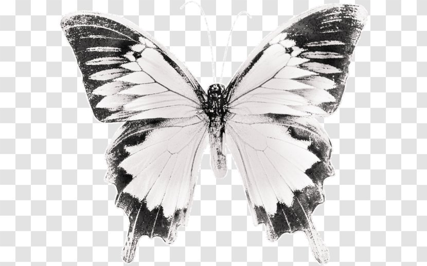 Butterfly Black And White Brush-footed Butterflies Drawing - Symmetry Transparent PNG