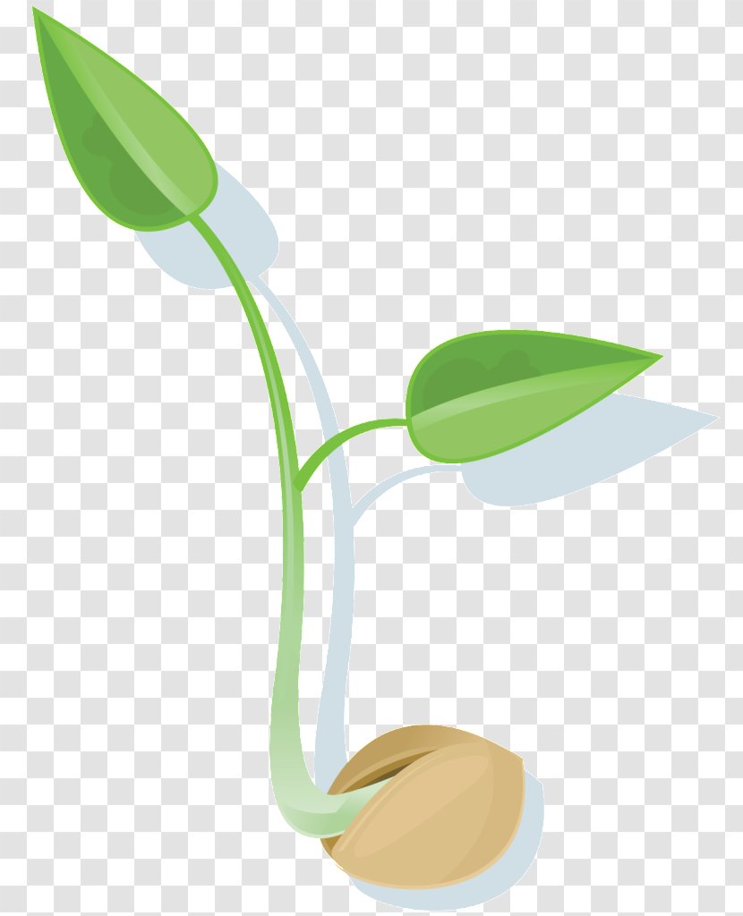Leaf Seed Germination Plant - Seeds Transparent PNG