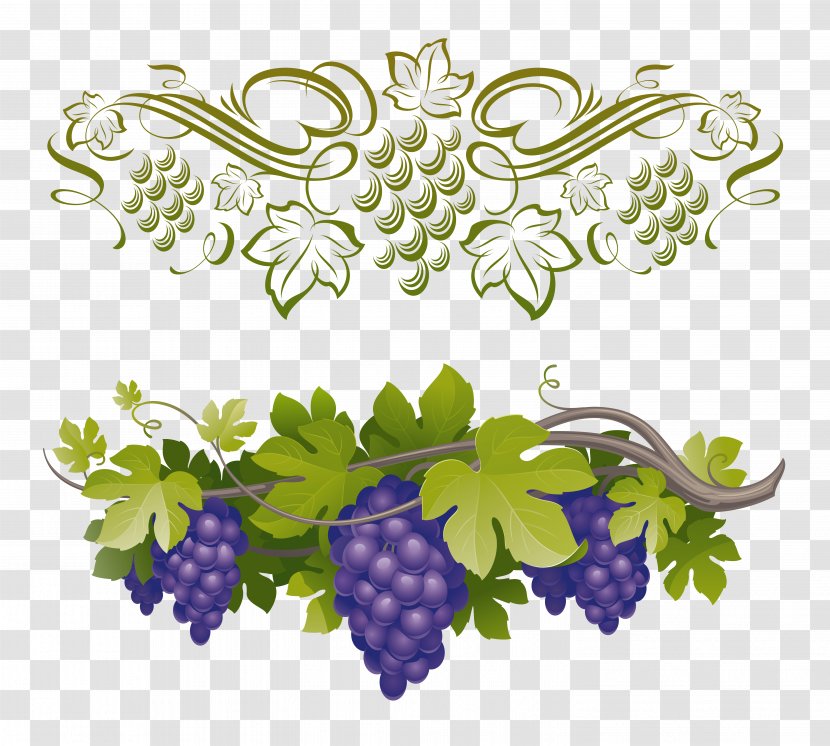Common Grape Vine Vitis Amurensis - Flowering Plant Transparent PNG
