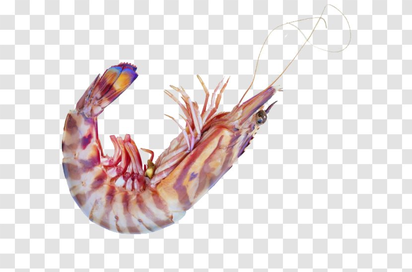 Caridea Seafood Shrimp Astaxanthin - Invertebrate - Lobster Picture Material Transparent PNG