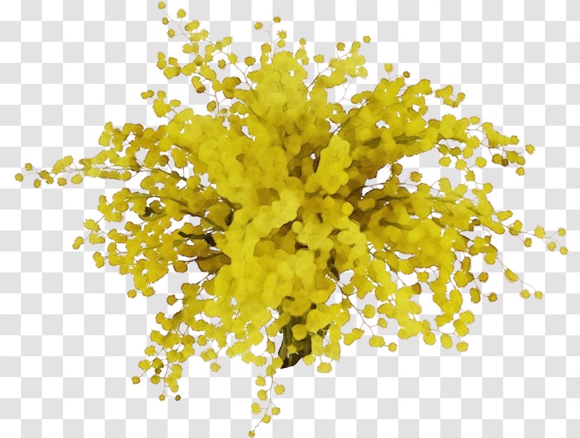 Mimosa - Leaf Transparent PNG