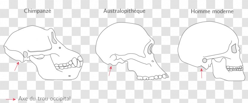Neolithic Revolution Sketch History Product Design - Heart - Homo Sapiens Transparent PNG