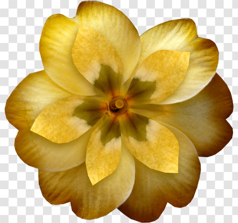 Yellow Flower Orange Clip Art Transparent PNG