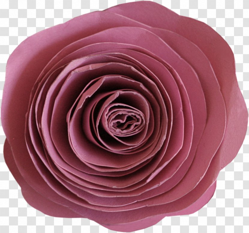 Garden Roses Cabbage Rose Cut Flowers Petal Author - Yandex Search - Flower Collage Transparent PNG