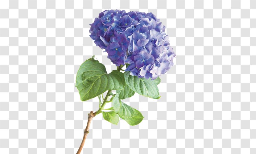 French Hydrangea Flower Stock Photography Transparent PNG