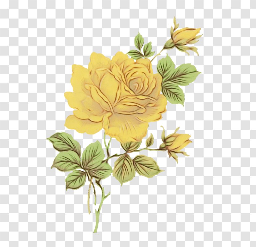 Floral Flower Background - Design - Peony Rose Order Transparent PNG