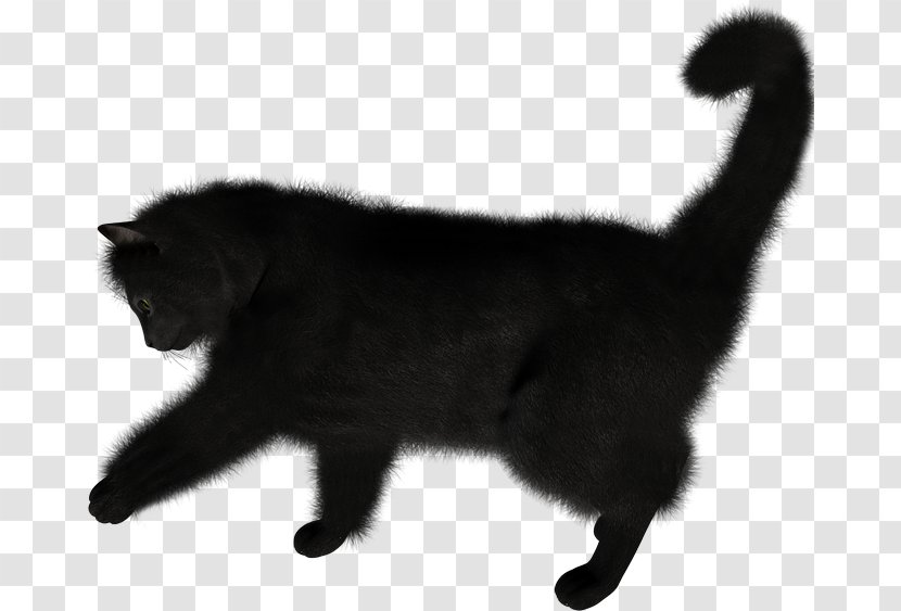 Kitten Nebelung Bombay Cat Transparent PNG