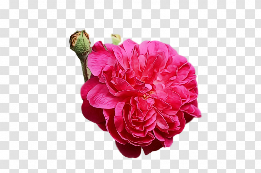 Garden Roses Transparent PNG