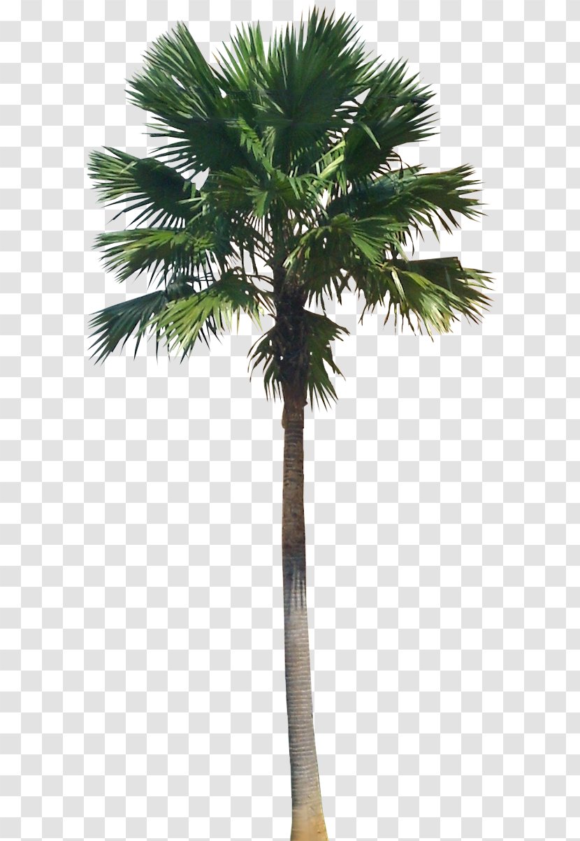 Saribus Rotundifolius Arecaceae Livistona Plant - Building - Palm Tree Transparent PNG