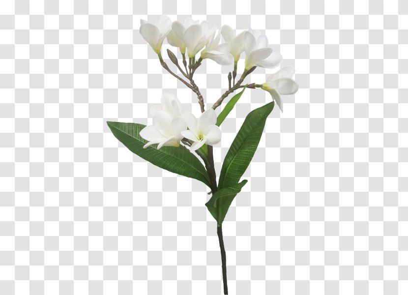 Cut Flowers Branch Plant Stem Twig - Plumeria Transparent PNG
