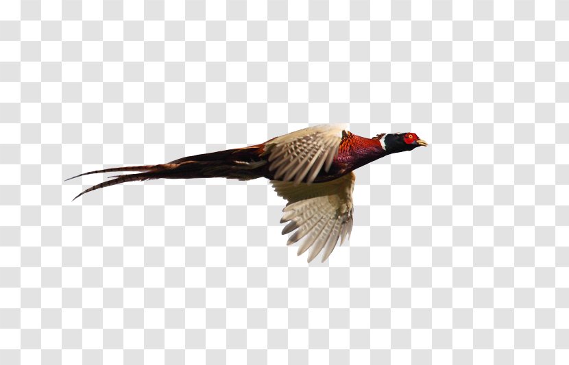 Pheasant Goose Cygnini Flight Bird Transparent PNG