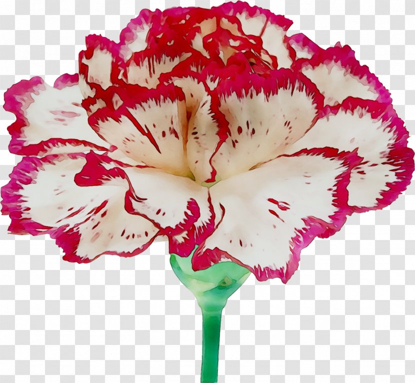Carnation Geraniaceae Cut Flowers Moth Orchids Pink M - Dianthus Transparent PNG