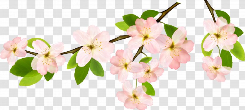 Cherry Blossom Cartoon - Flower - Impatiens Cut Flowers Transparent PNG