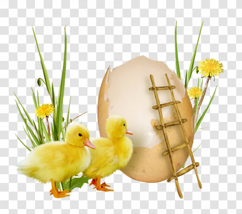 Easter Holiday Christmas Wish Theatrical Scenery - Chicken - PASQUA Transparent PNG