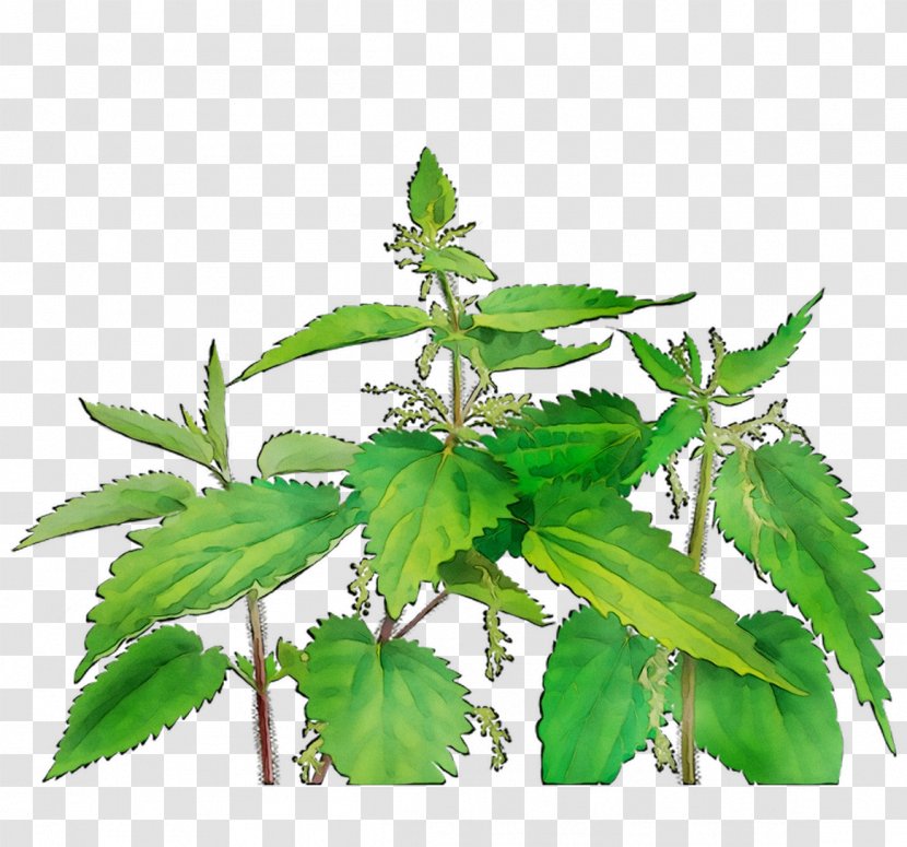 Herbal Tea Bag Alvita Peppermint - Houseplant - Plant Transparent PNG