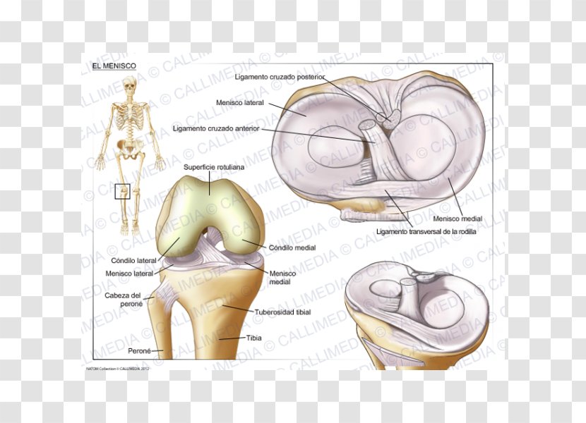 Tear Of Meniscus Knee Joint - Frame - Ear Transparent PNG