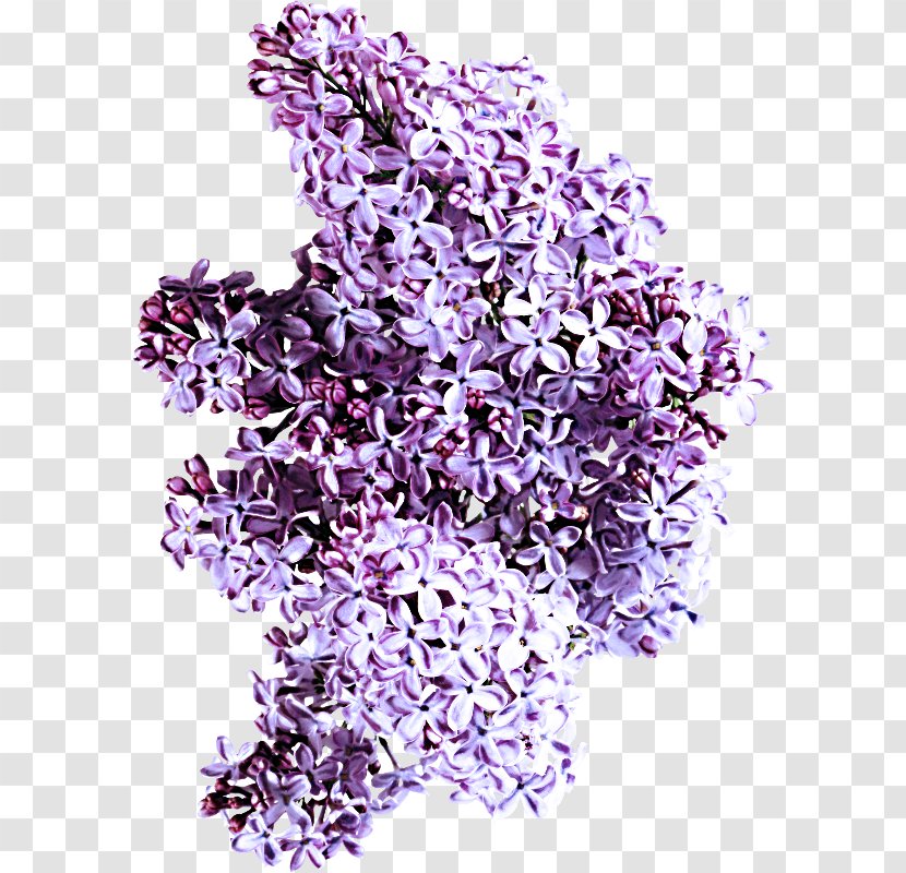 Lavender - Plant - Flower Transparent PNG
