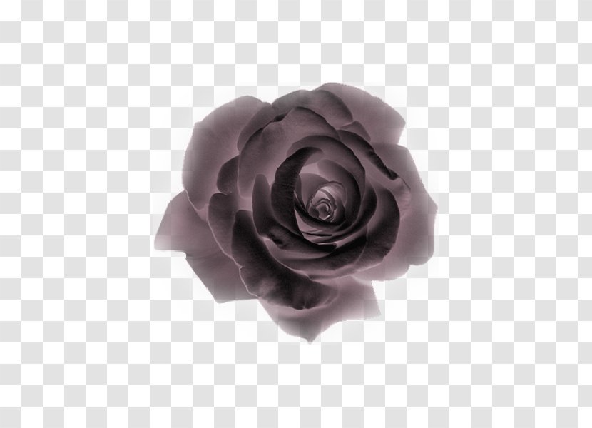 Flower Animaatio Garden Roses - Cut Flowers Transparent PNG