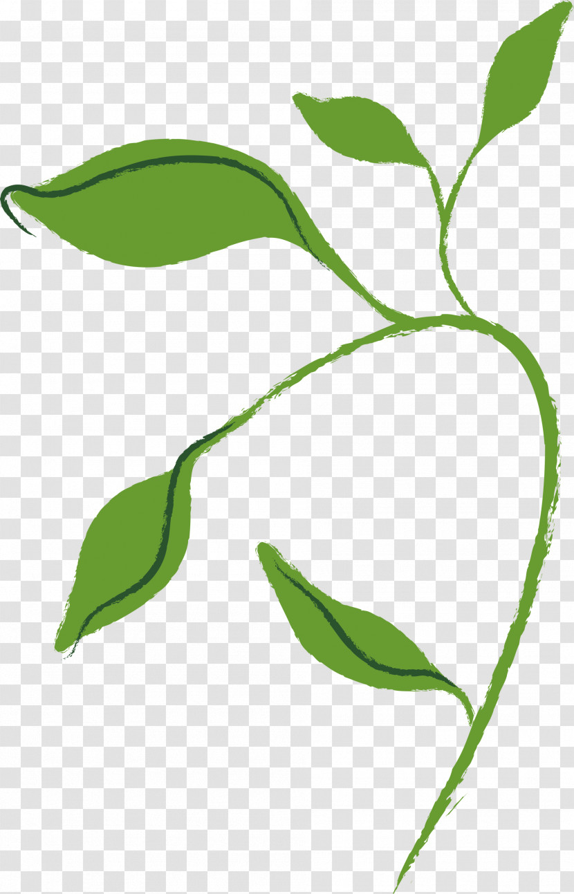 Leaf Plant Flower Plant Stem Tree Transparent PNG