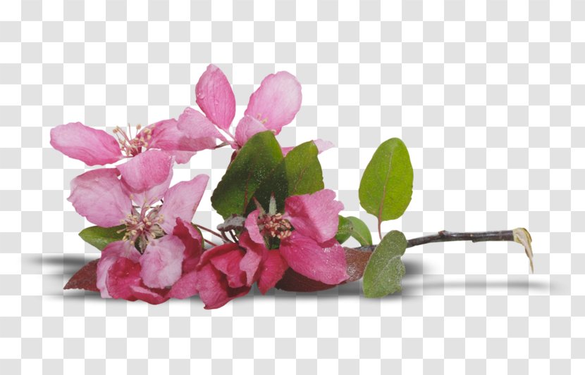 Floral Design Cut Flowers Blossom - Plant - Flower Transparent PNG