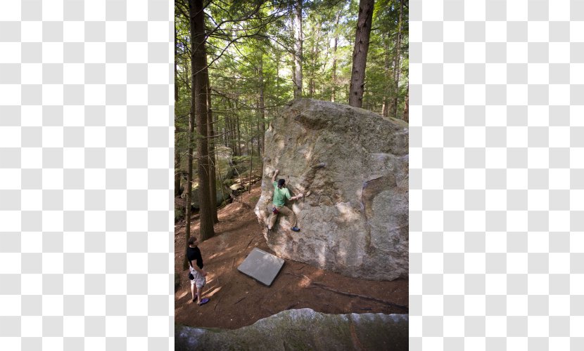 Rock-climbing Equipment Bouldering Outdoor Recreation - Tree - Yurts Transparent PNG
