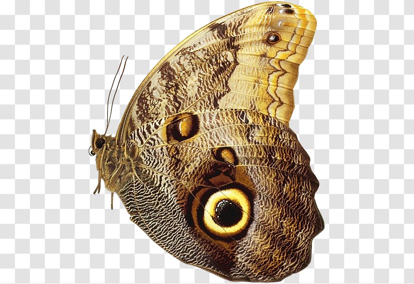 Nymphalidae Owl Butterfly Moth Clip Art - Animal Transparent PNG