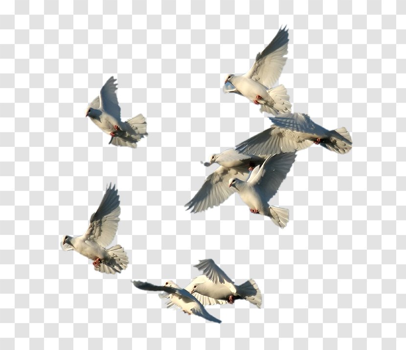 Bird Domestic Pigeon Clip Art - Ducks Geese And Swans Transparent PNG
