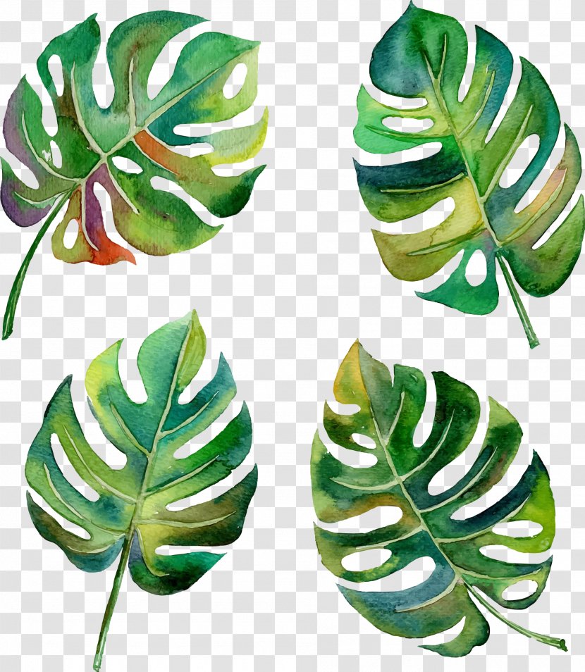 Swiss Cheese Plant Leaf Tropics Philodendron - Rainforest - Vector Hand-painted Banana Leaves Transparent PNG