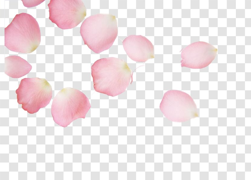 Cherry Blossom Petal Pink Red - Creative Work - Free Round Petals Pull Material Transparent PNG