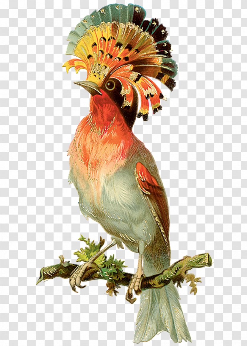 Bird Parrot Victorian Era Clip Art - Chicken - Watercolor Birds Transparent PNG