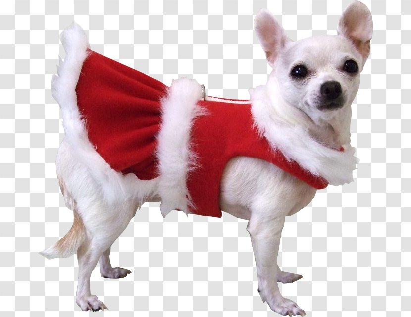 Pug Chihuahua Puppy Santa Claus Pet - Dog Breed - Dogs Transparent PNG