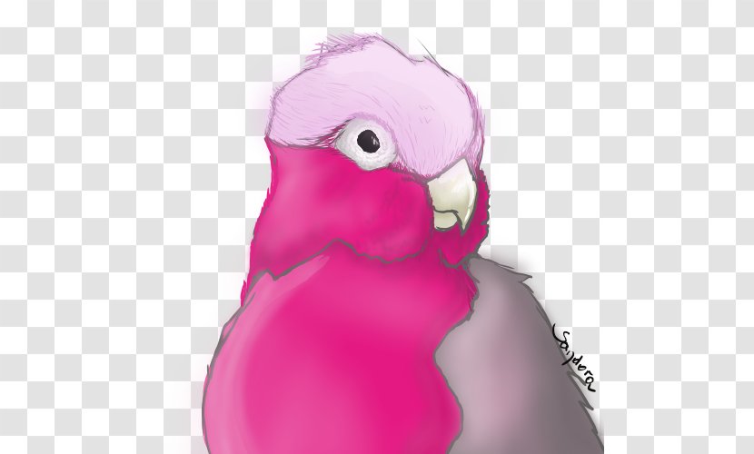 Parrot Cygnini Goose Duck Water Bird - Beak Transparent PNG