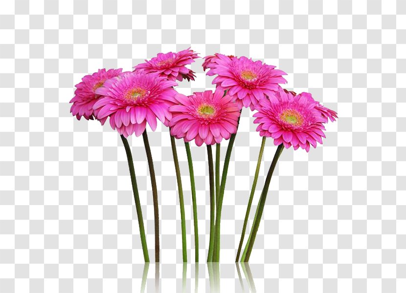 Cut Flowers Transvaal Daisy Plant Stem Floristry - Flower Arranging - Gerbera Transparent PNG