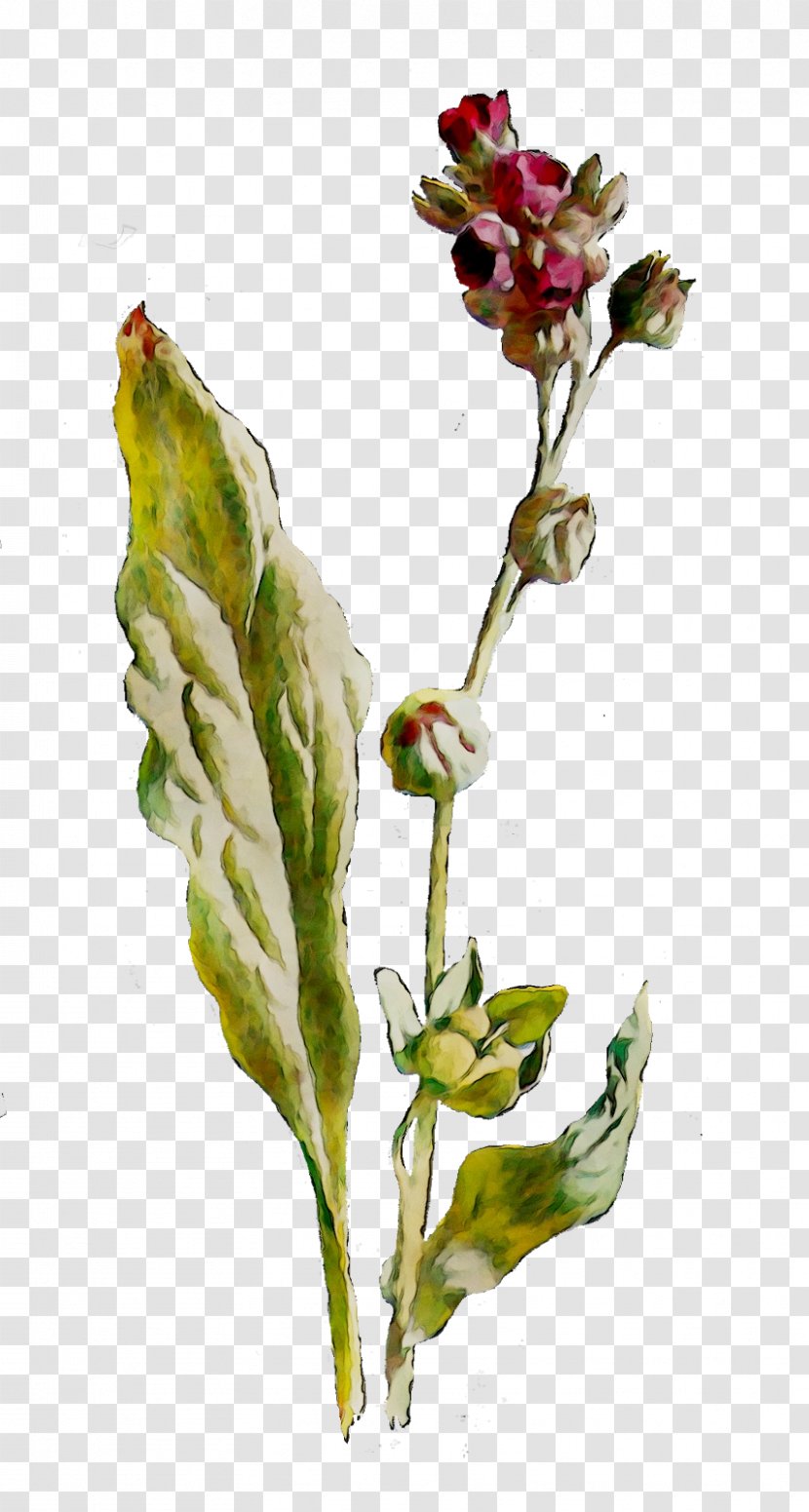 Flowering Plant Bud Stem Plants - Pink Family - Lonicera Caprifolium Transparent PNG