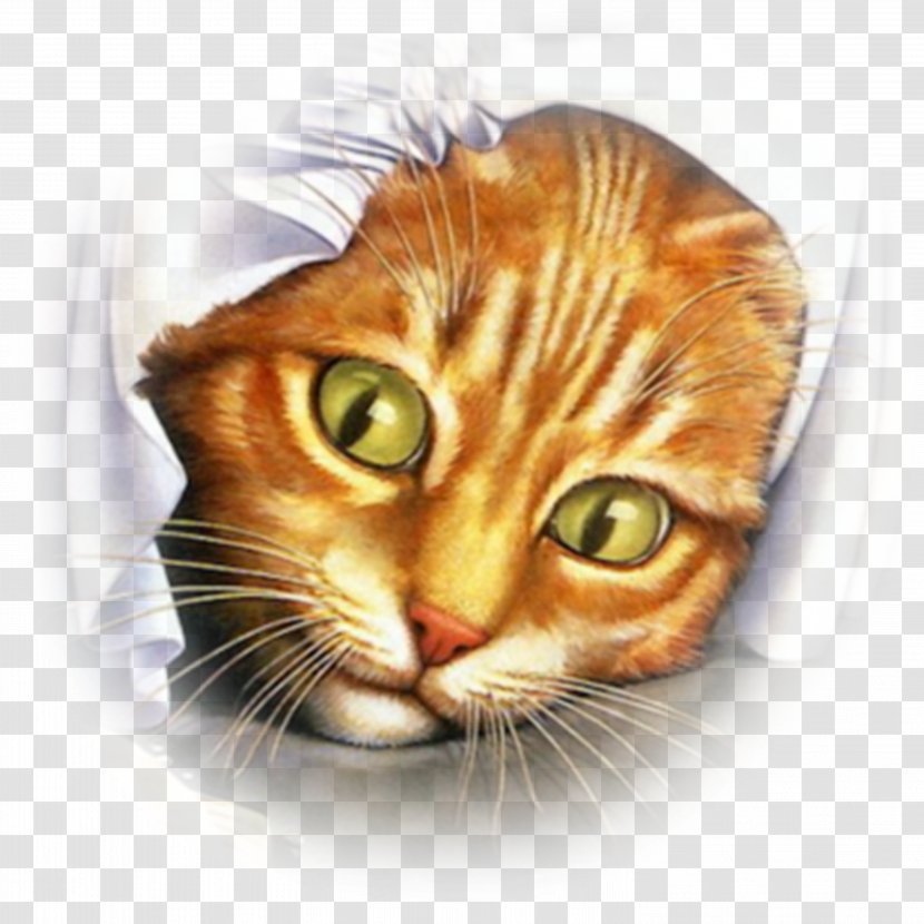 Cat Mouse Kitten Bird Desktop Wallpaper - Cats Transparent PNG