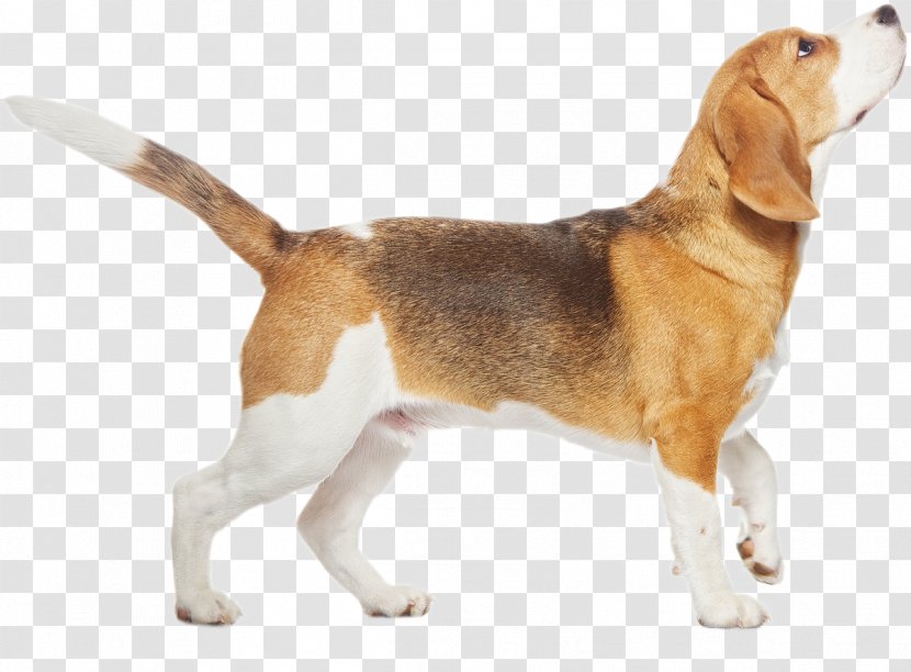 Beagle Black And Tan Coonhound Stock Photography Puppy Pet - Dog Harness - Dogs Transparent PNG