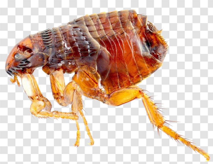 Cat Flea Dog Felidae - Host Transparent PNG