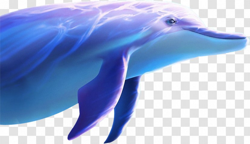 Common Bottlenose Dolphin Wholphin Tucuxi - Beak Transparent PNG